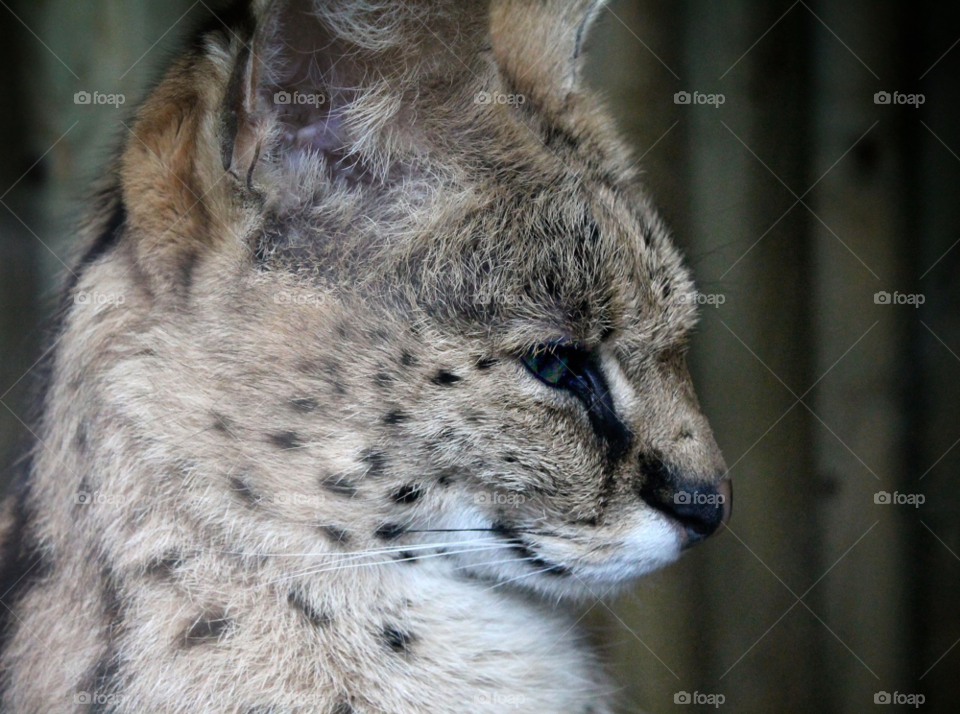 spot feline whiskers purr by Fotofleeby