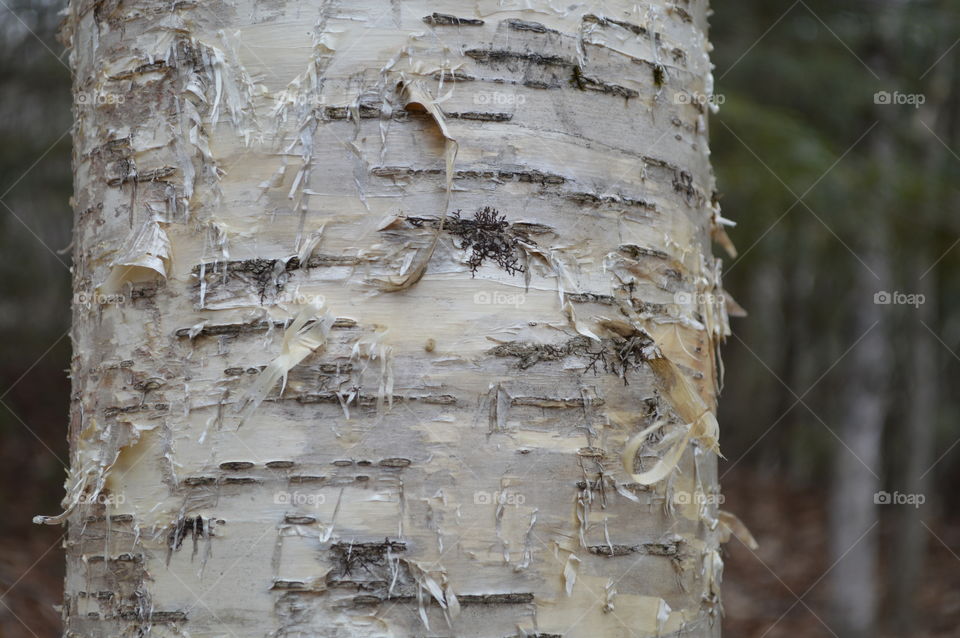 Birch tree