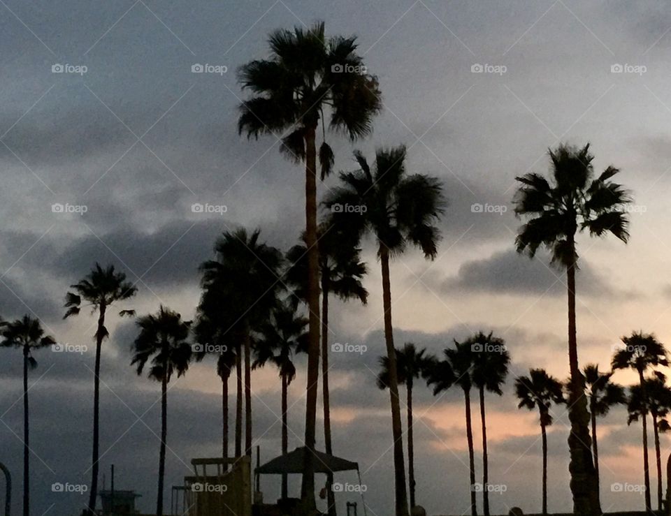 View of palm trees at Venice beach