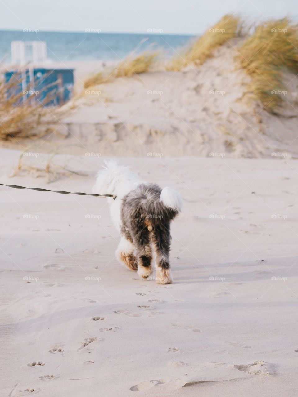 Unrecognisable woman walking with big fluffy dog on sand seaside 