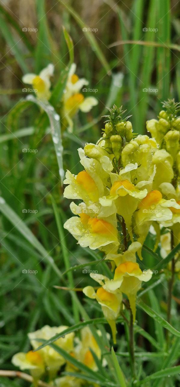 Beautiful yellow flowers