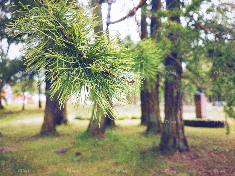 Such a cozy place under the pines.