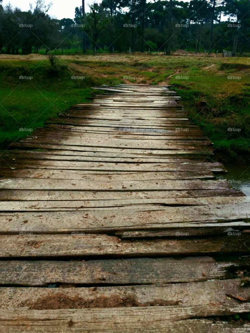 A Máquina do Tempo. 
Fazer a travessia nesta Ponte de Madeira é retornar ao passado. 
Suas tábuas, envelhecidas pelo tempo, contam histórias de uma fauna e flora que ainda resistem à degradação da Humana.