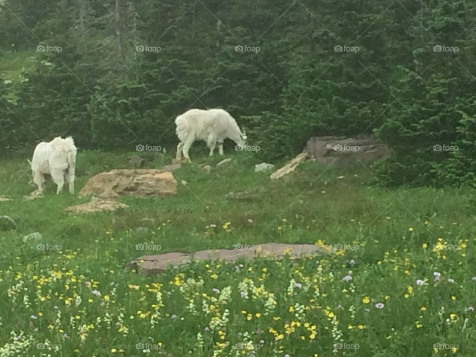 Mountain Goats in Glacier National Park, MT