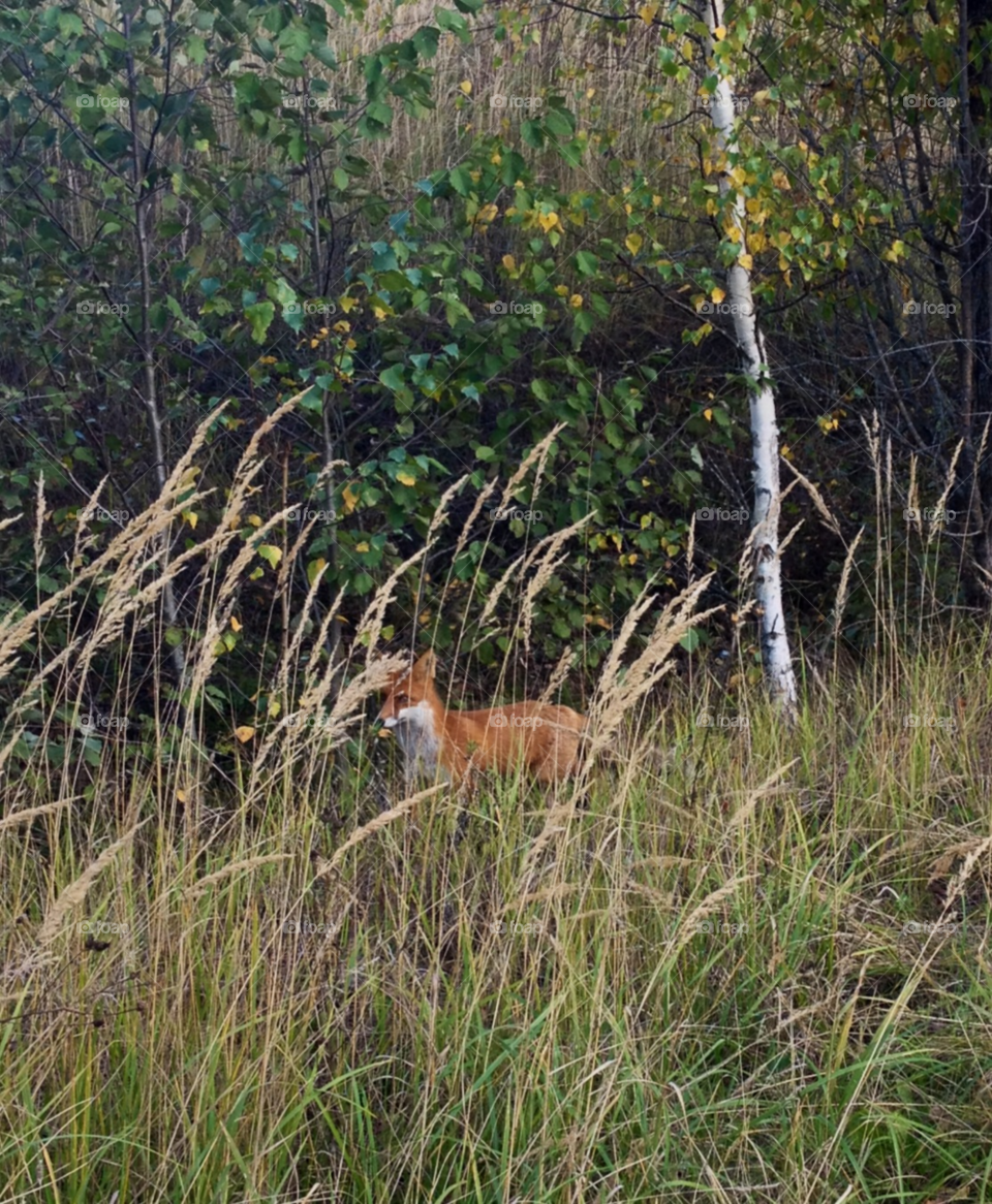 nature fox grass forest by penguincody