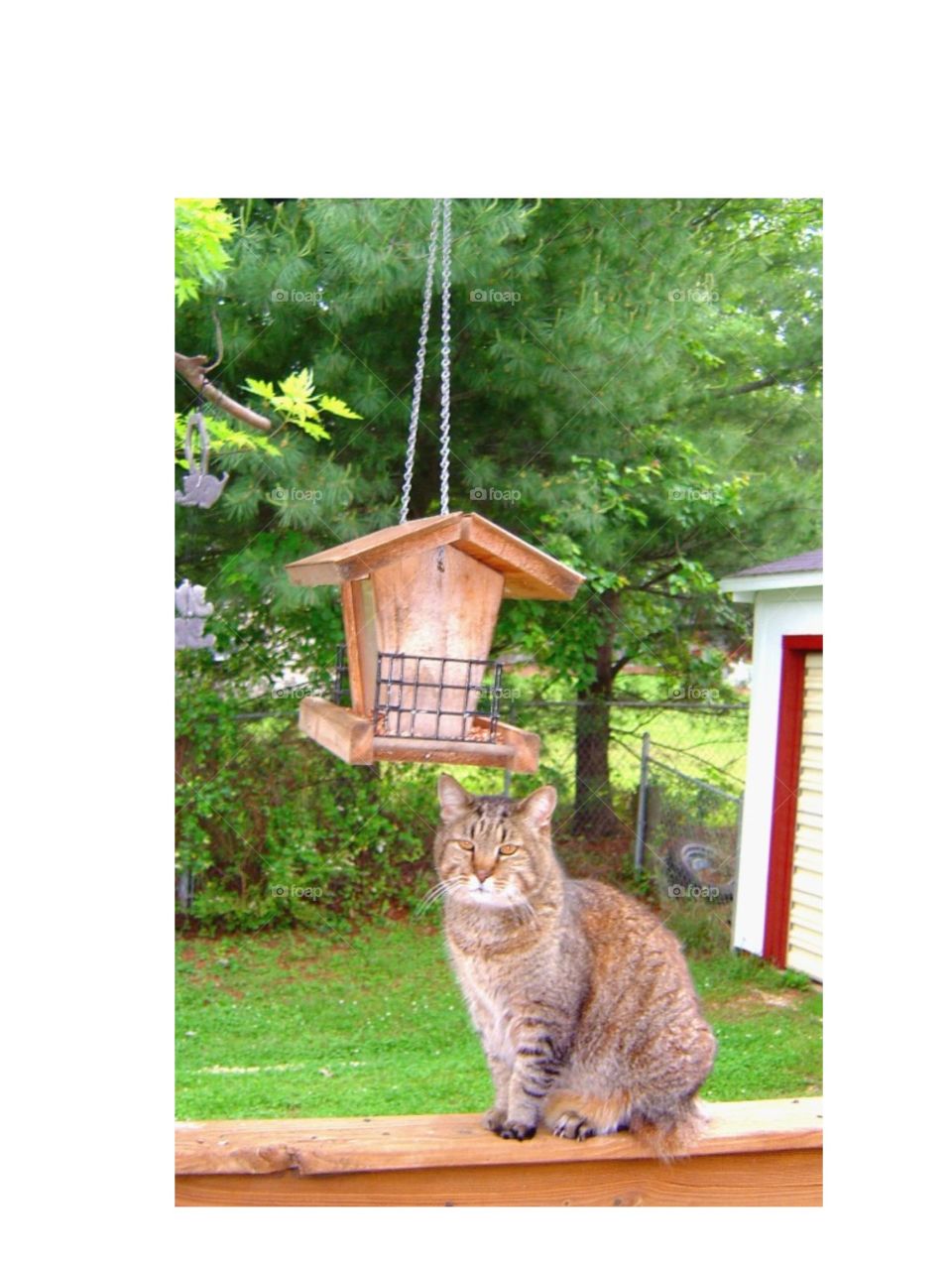 Cat sitting under bird feeder