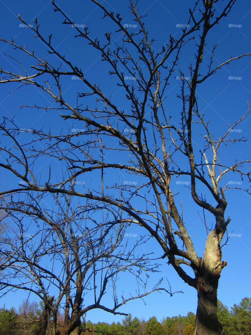 bare trees blue sky