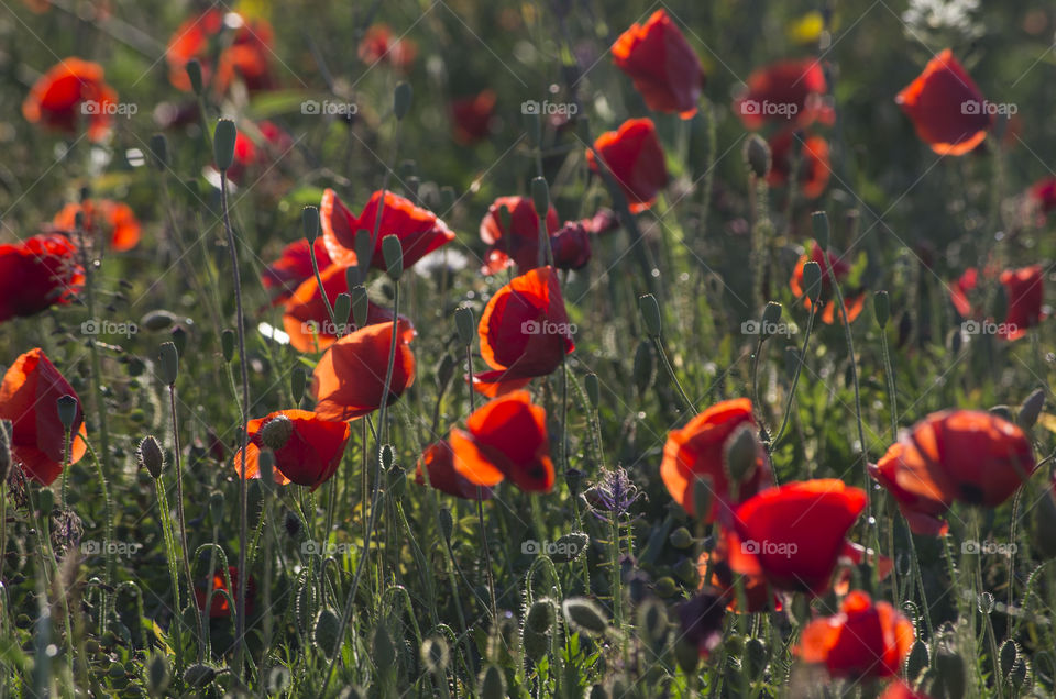 red poppy fields growing wild backlit by the sun at sundown