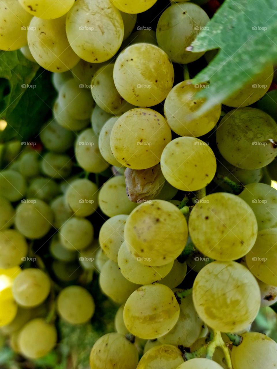 white grapes