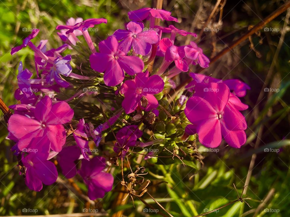 Vibrant pink wildflowers along a local bike trail. Against a background of greens and browns, the colors vibrantly pop out and grab your attention