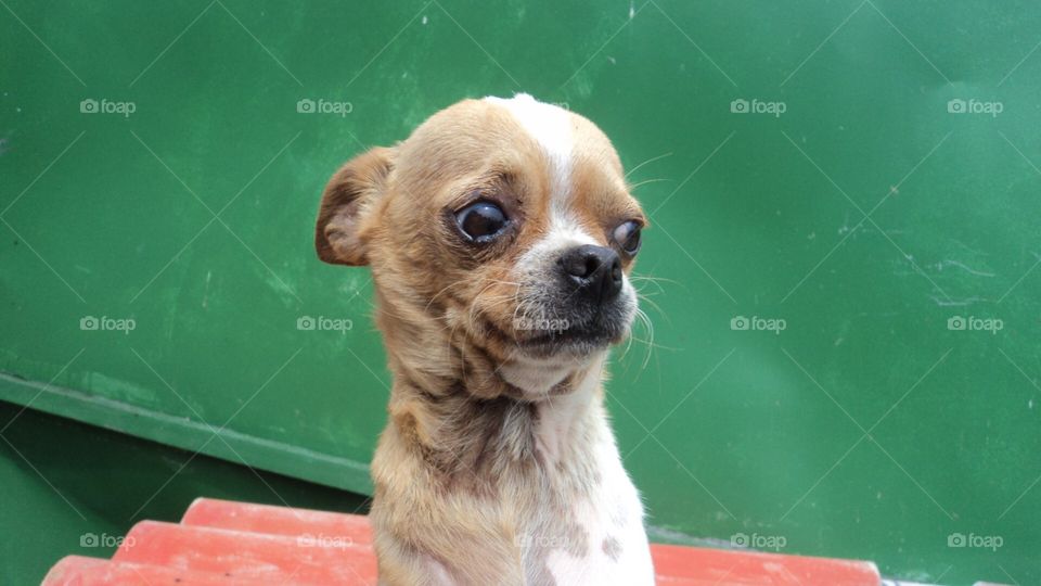 Dog chihuahua 