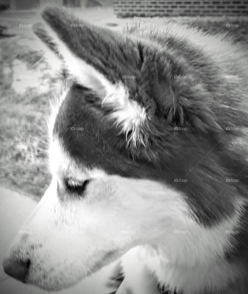 B&W Husky