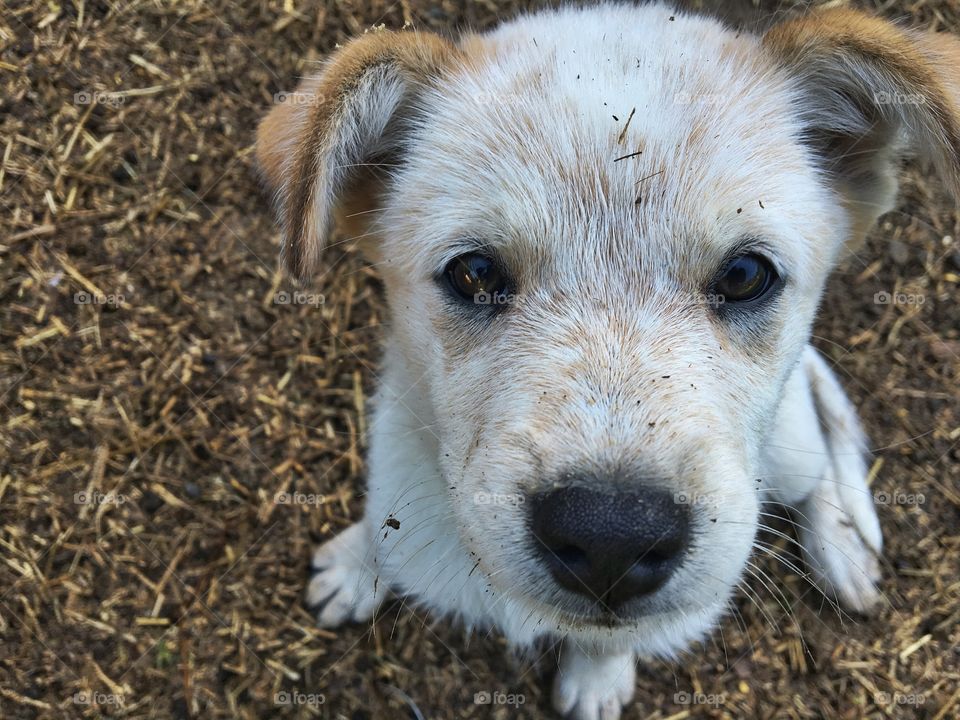 Close-up of a dog