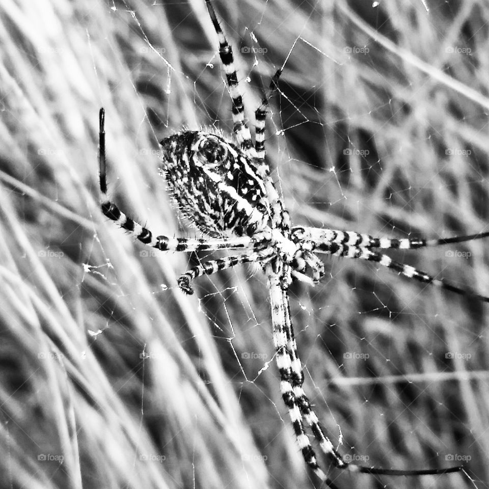 Spider, Spiderweb, Cobweb, Nature, Trap