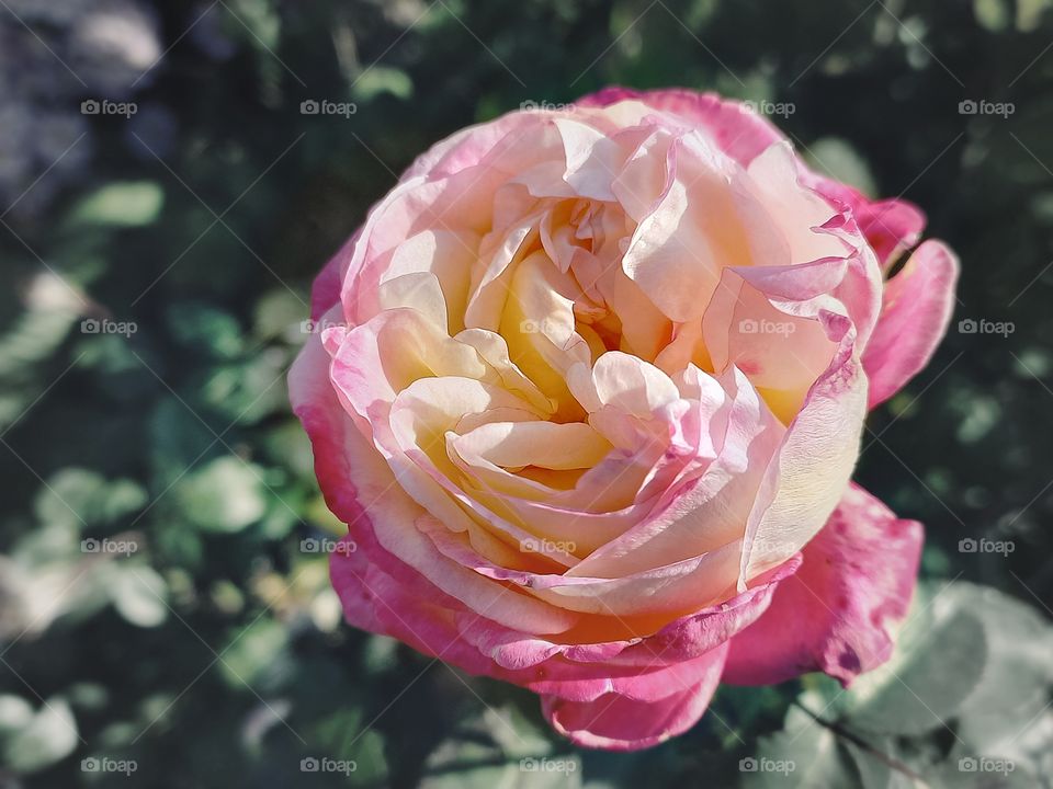 beautiful rose