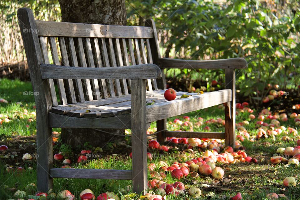 Bench in garden