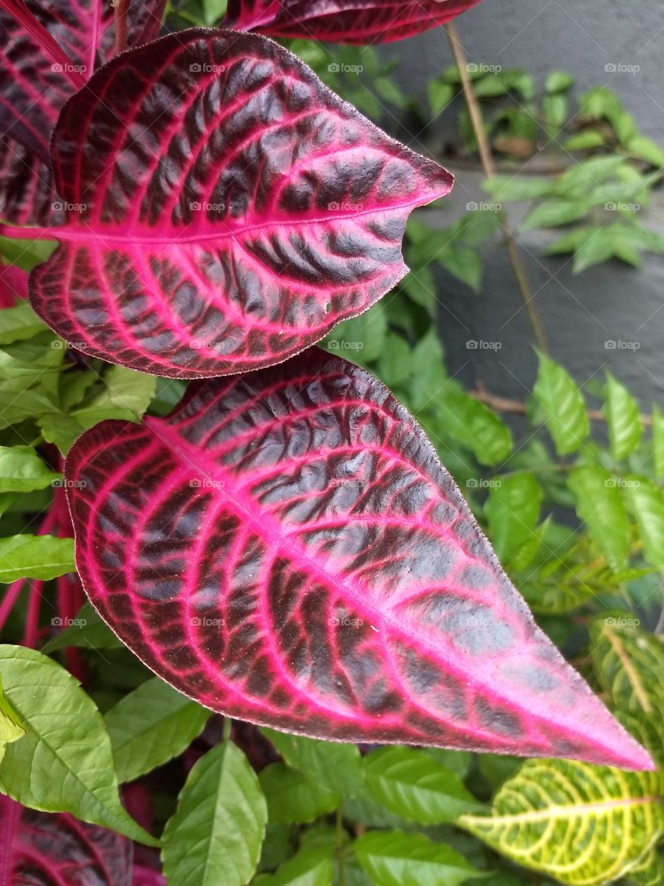 plants leaves red