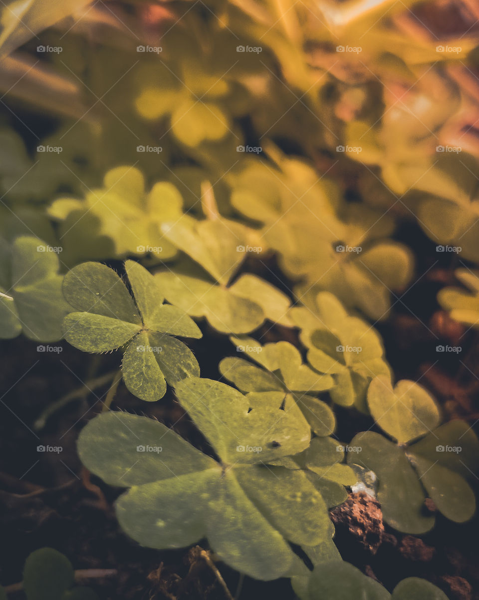 Portrait of plants- I've done a little bit of moody edit in this pic using Adobe Lightroom application.
Picture has been captured on Realme 6i.
Location- Mumbai, India