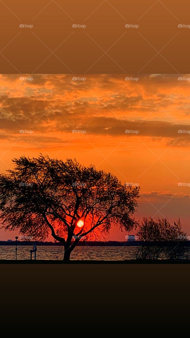 Sunrise behind tree in Denmark 