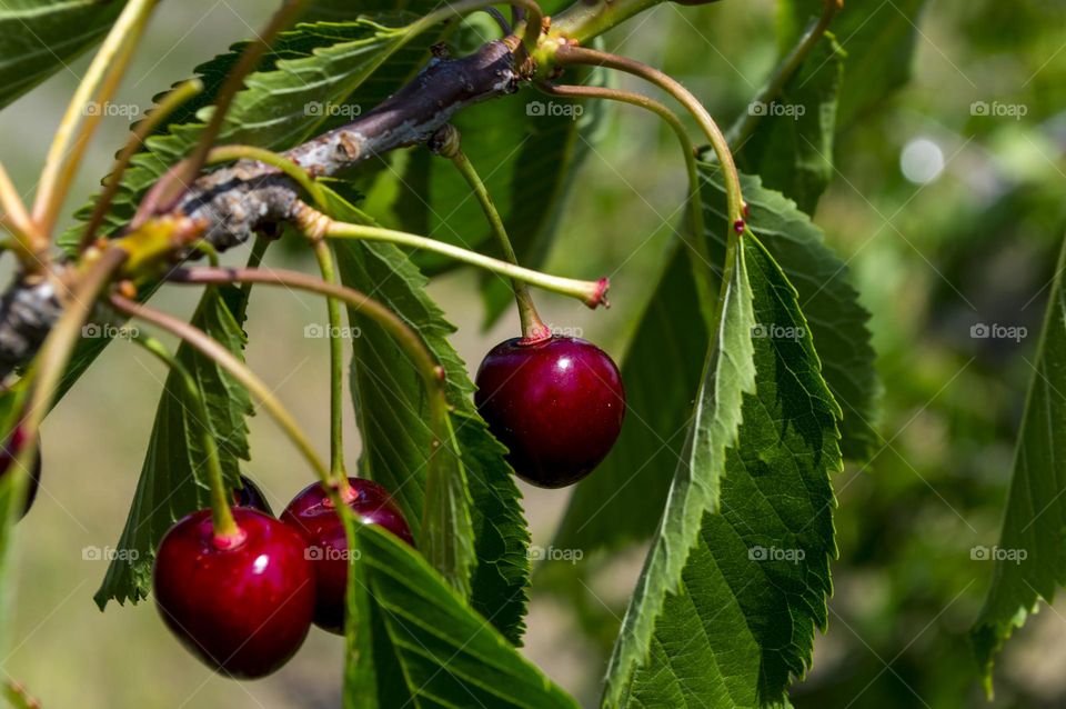 Cherry branch.