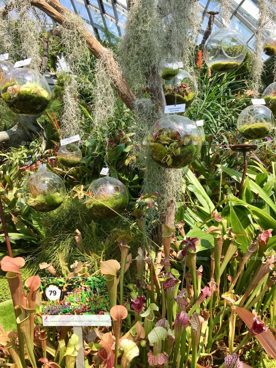 Carnivorous plant in Cloud forest - Garden by the bay Singapour