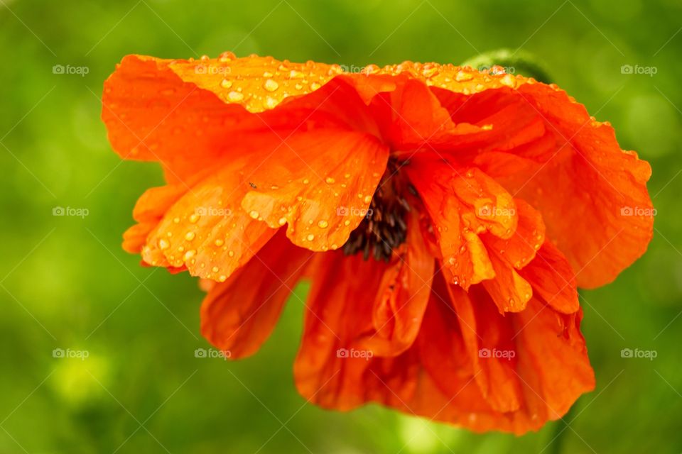 Close up of poppy with water drops after rain