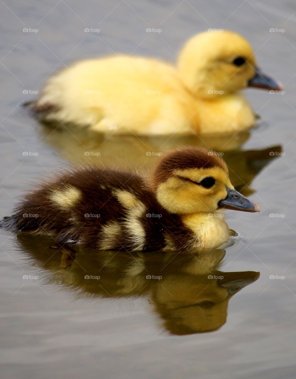 Cute ducklings 