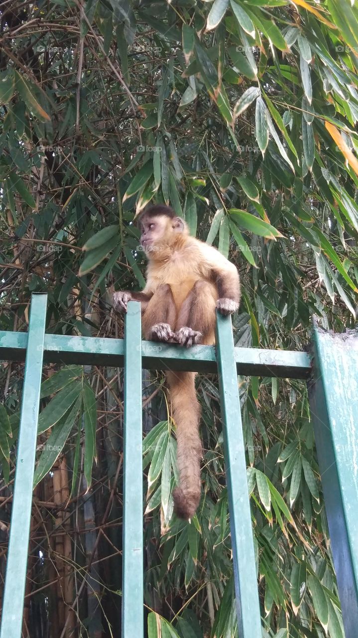 macaco