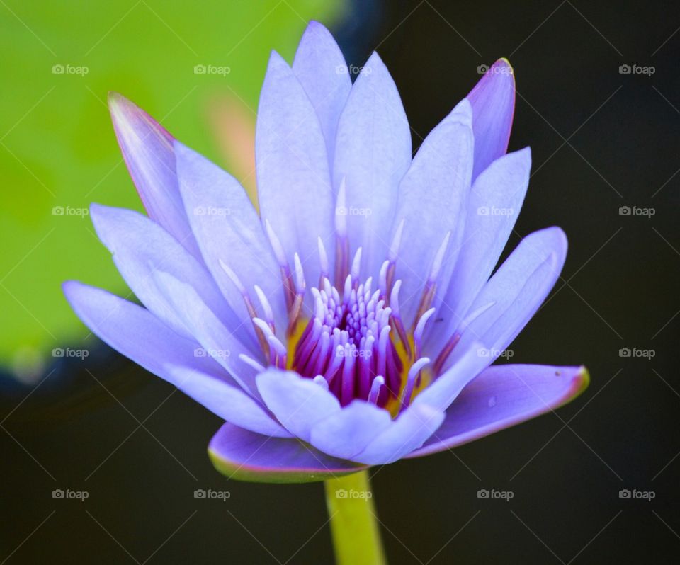 Close-up of flower