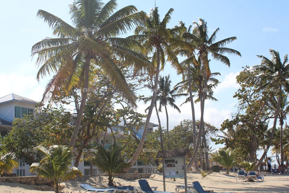 Palm, Tropical, Beach, Resort, Travel