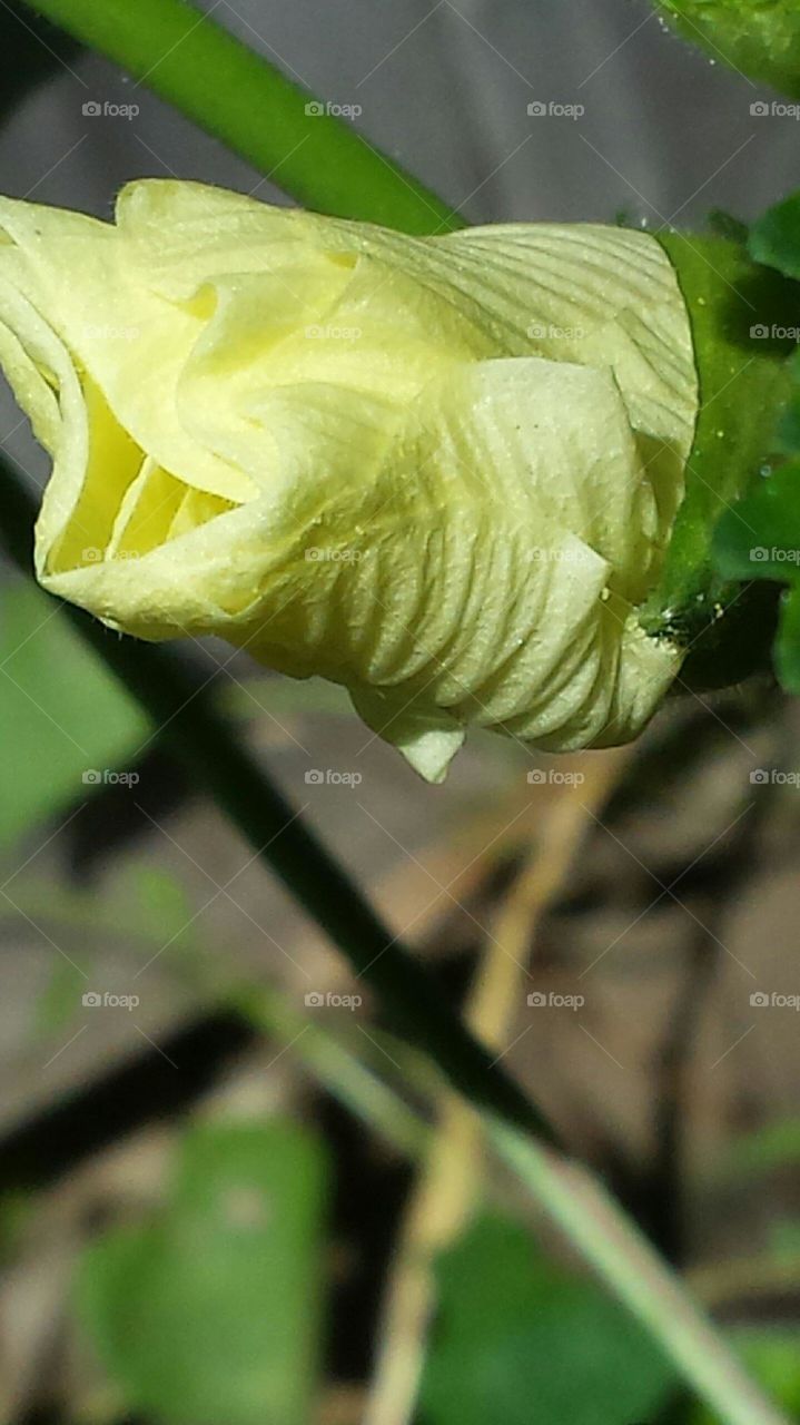 flower about to bloom