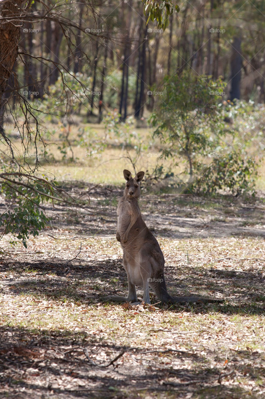 nature trees forest park by splicanka