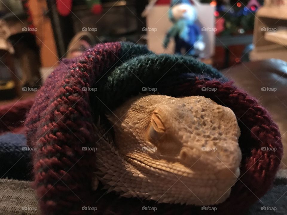Quality lap time with Stormy the bearded dragon. He’s a little prickly but still fun to hold and he loves napping on my lap. 