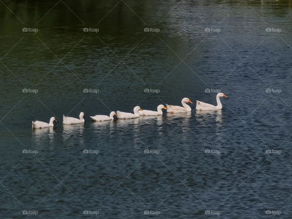 Even duck has the discipline..."Be like a duck, paddling and working very hard inside the water, but what everyone sees is a smiling and calm face."