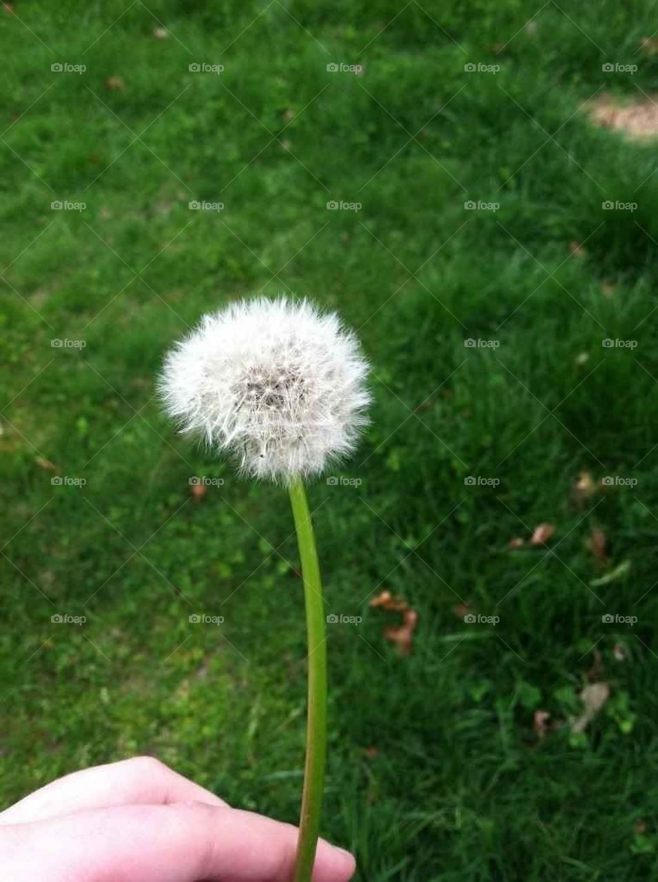 dandelion 