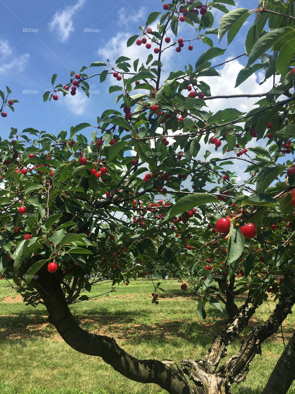 Sour cherry trees