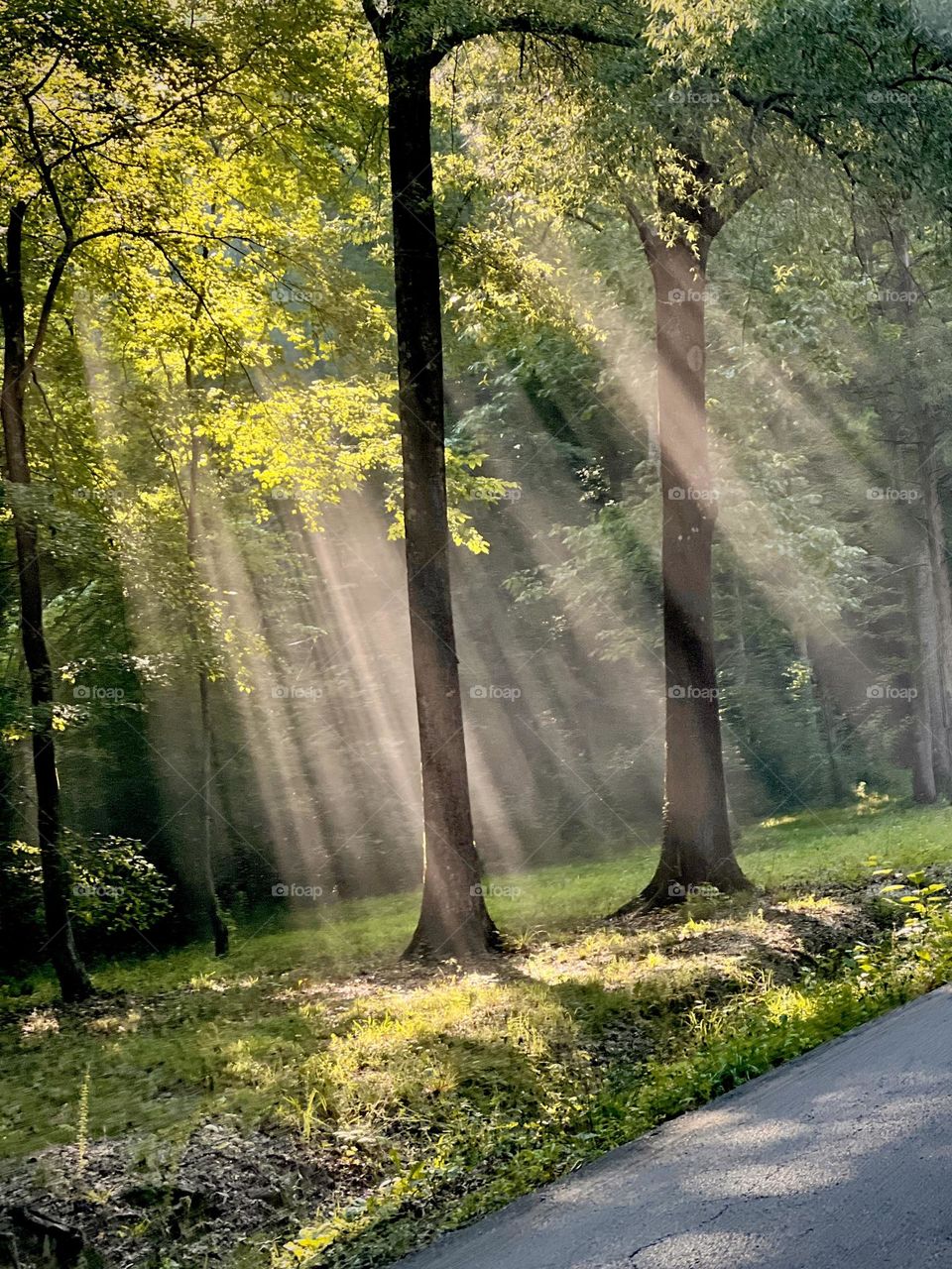 The beauty of sunbeams through the forest edge in the early morning