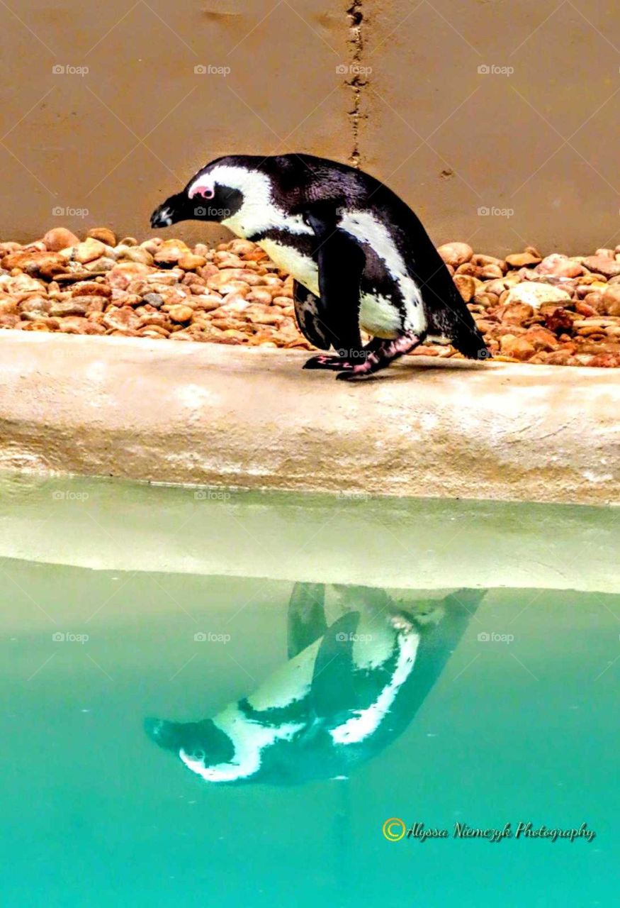 Penguin reflection "Zoo Time". Colorful teal waters, so smooth. Going his/her own way.