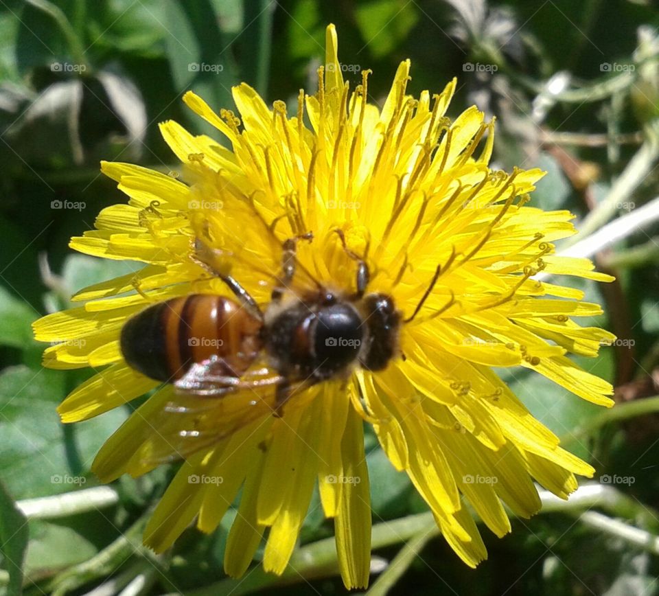 Beeutiful. Busy bee hard at work.