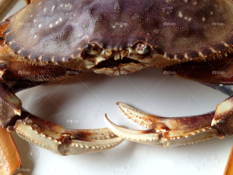 Dungeness crab close up