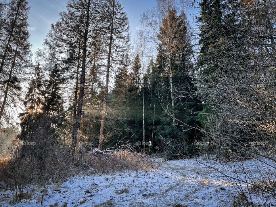 Winter landscape in sunny forest in December 