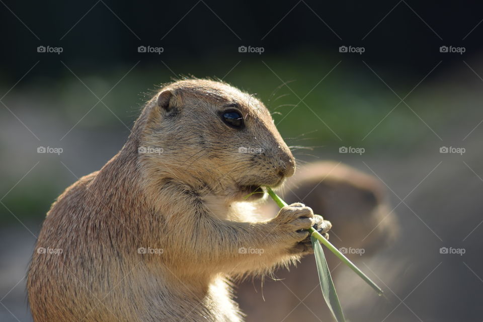 Prairie dog eating grass