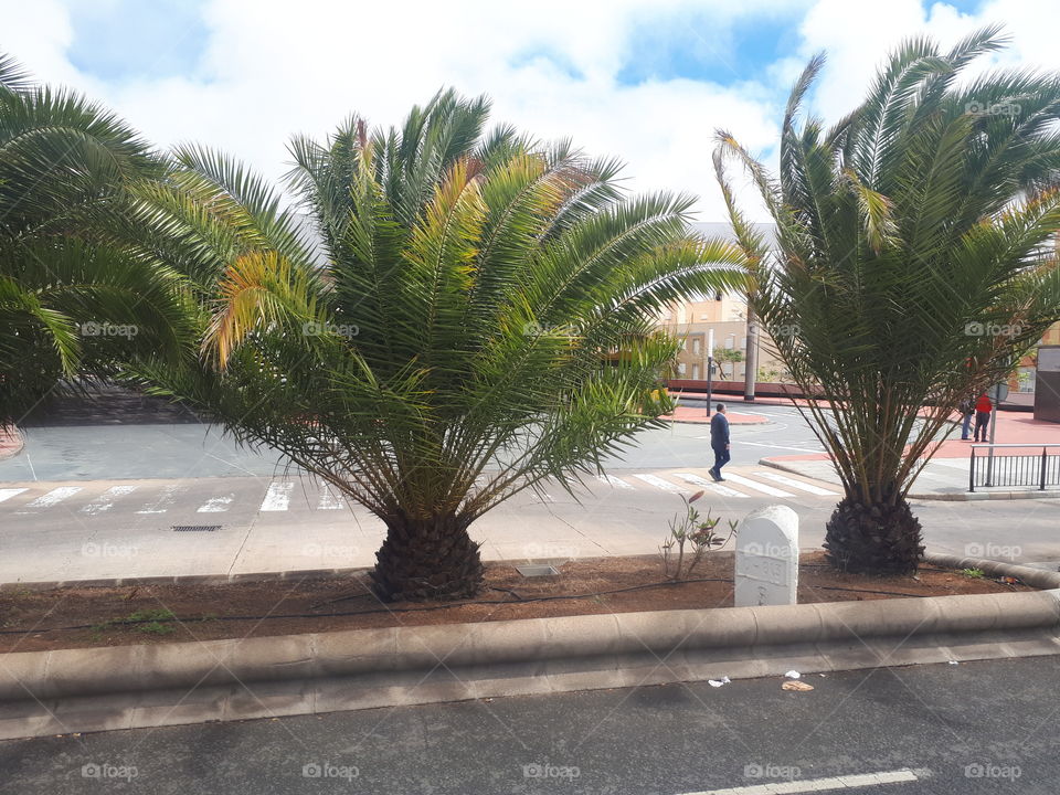 paisaje urbano con palmeras