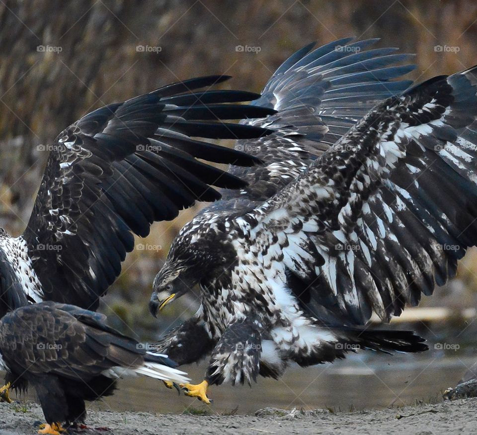 Bald eagle action