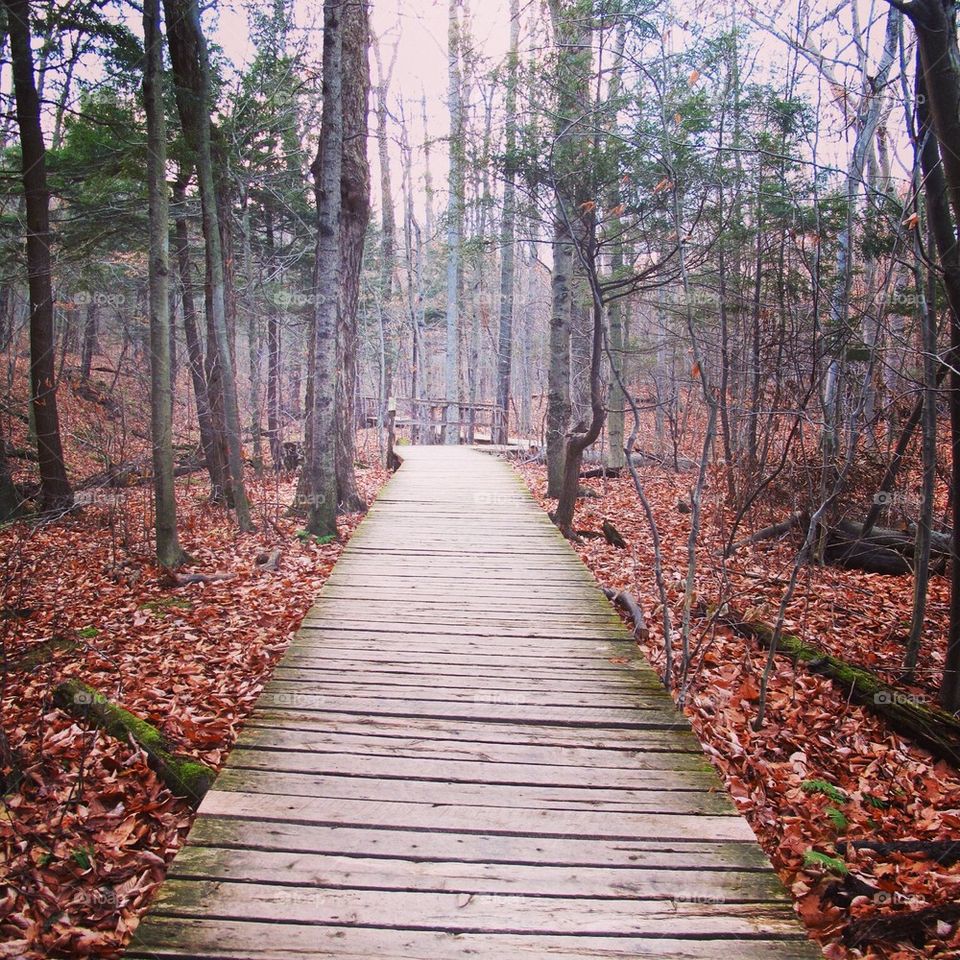 Boardwalk in Forest 