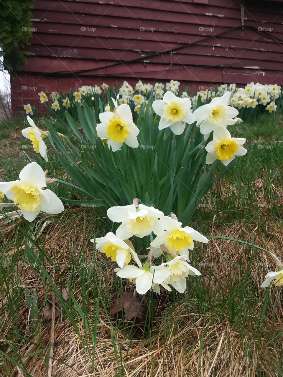 daffodils