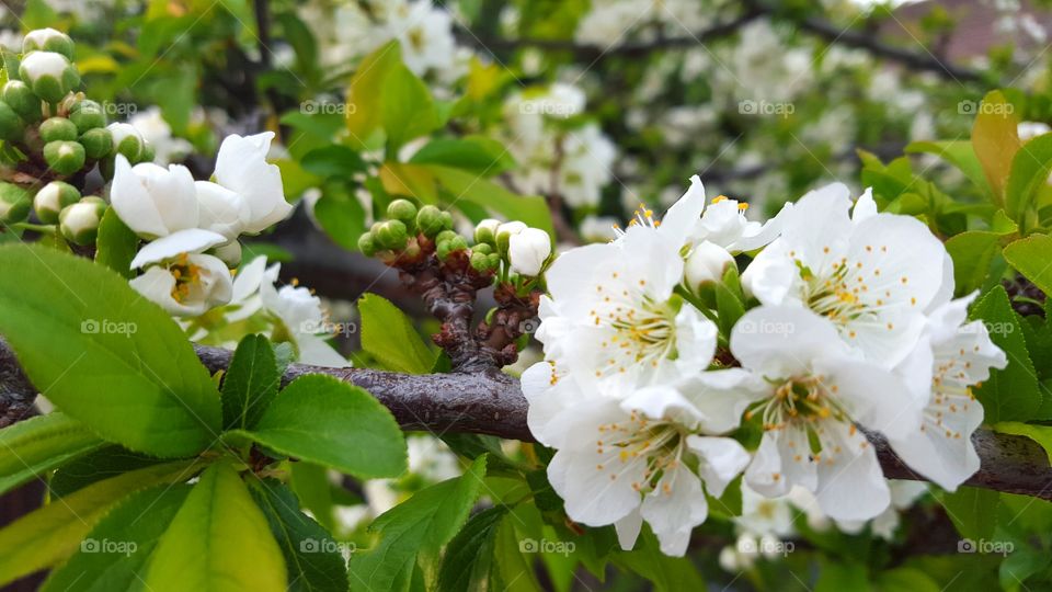 apple blossom