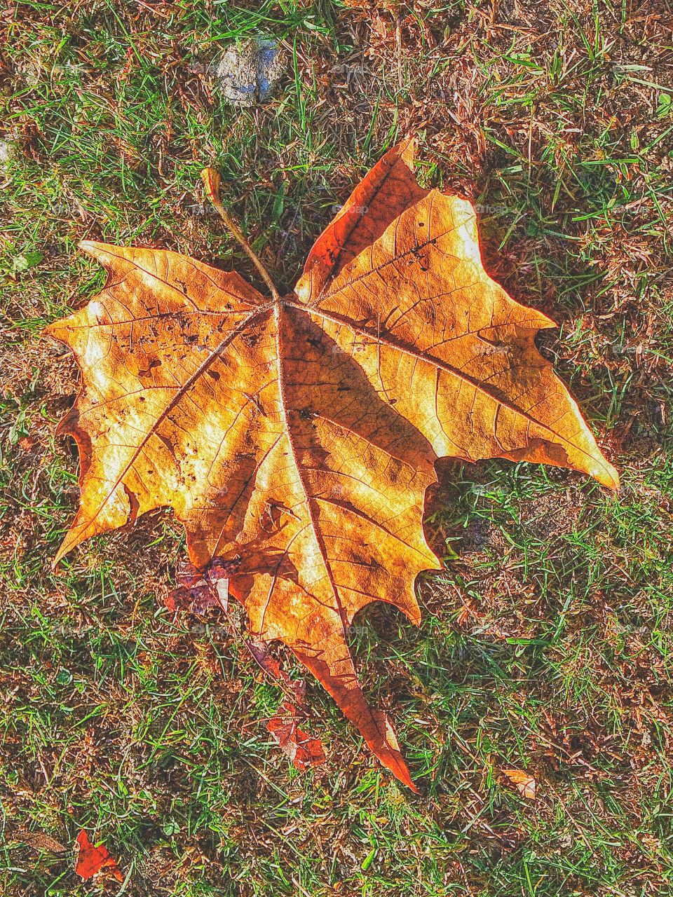 Fallen leaf...