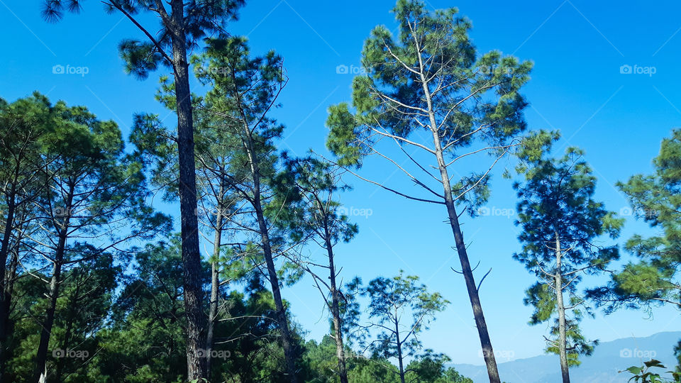 sunshine on green trees and blue sky behind.
