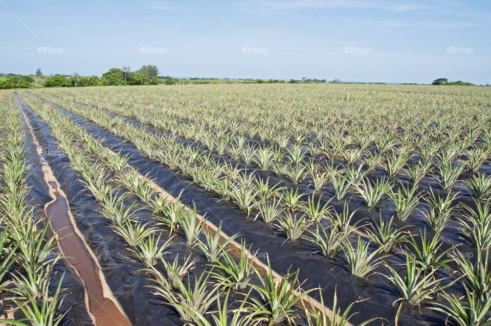 The way to get pineapples